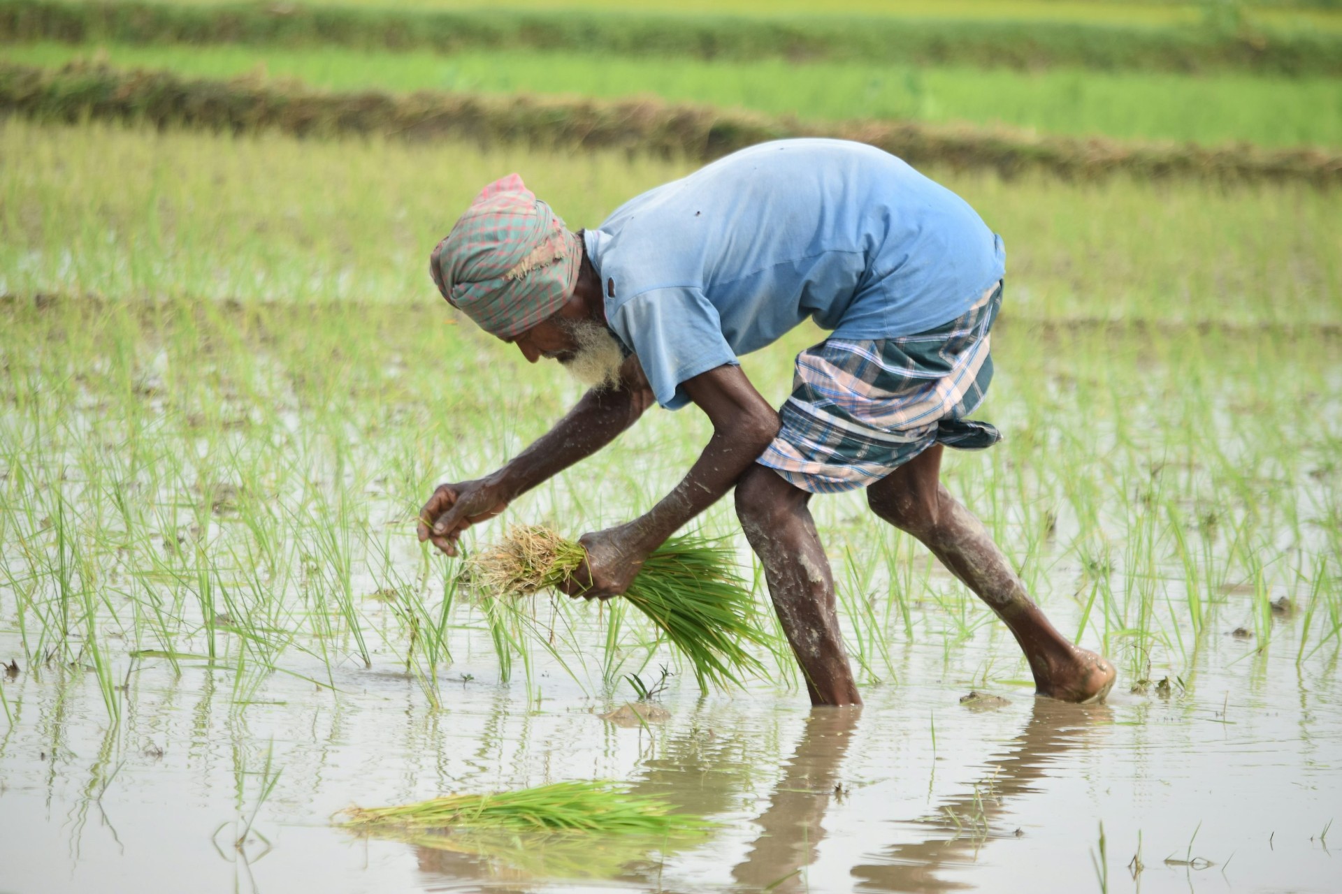 Farmer livelihoods (কৃষক জীবিকা)