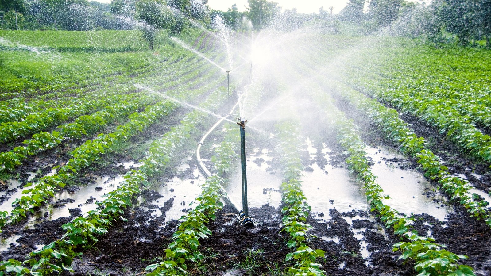 Climate-smart farming (জলবায়ু-সহনশীল কৃষি)