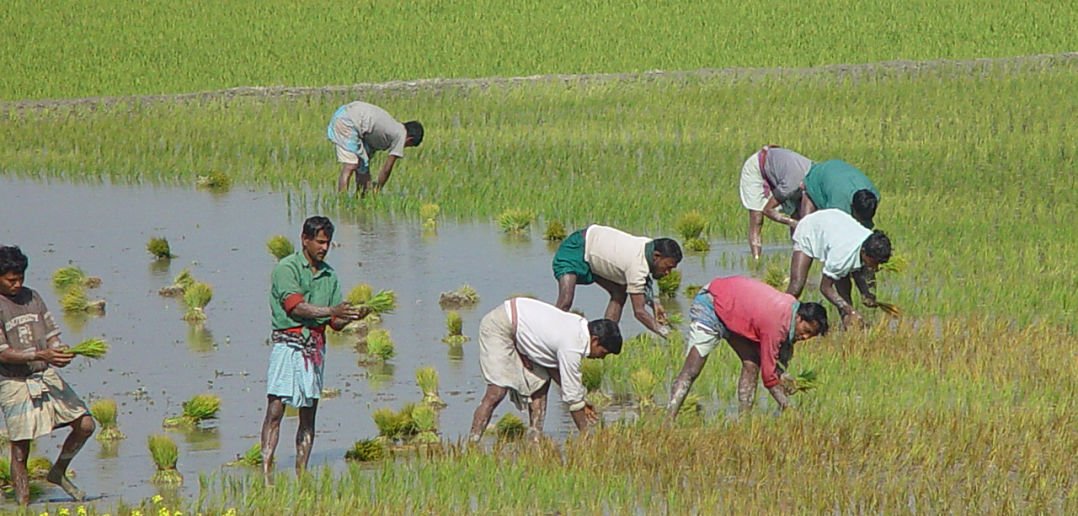 Women in agriculture (কৃষিতে নারী)